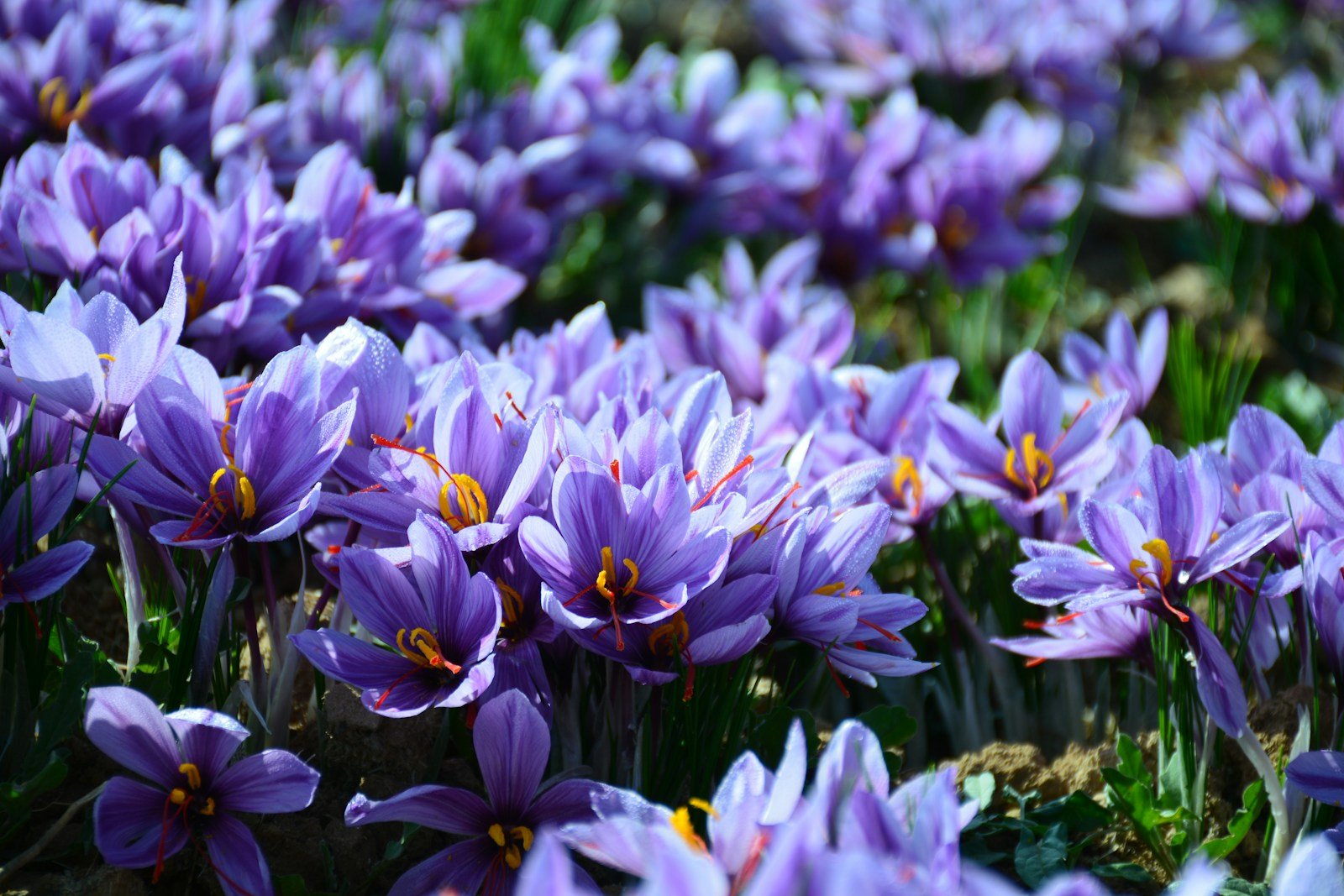 Field of blooming purple saffron flowers