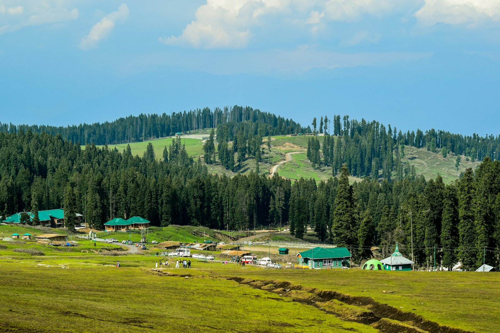 green trees and green grass field during daytime