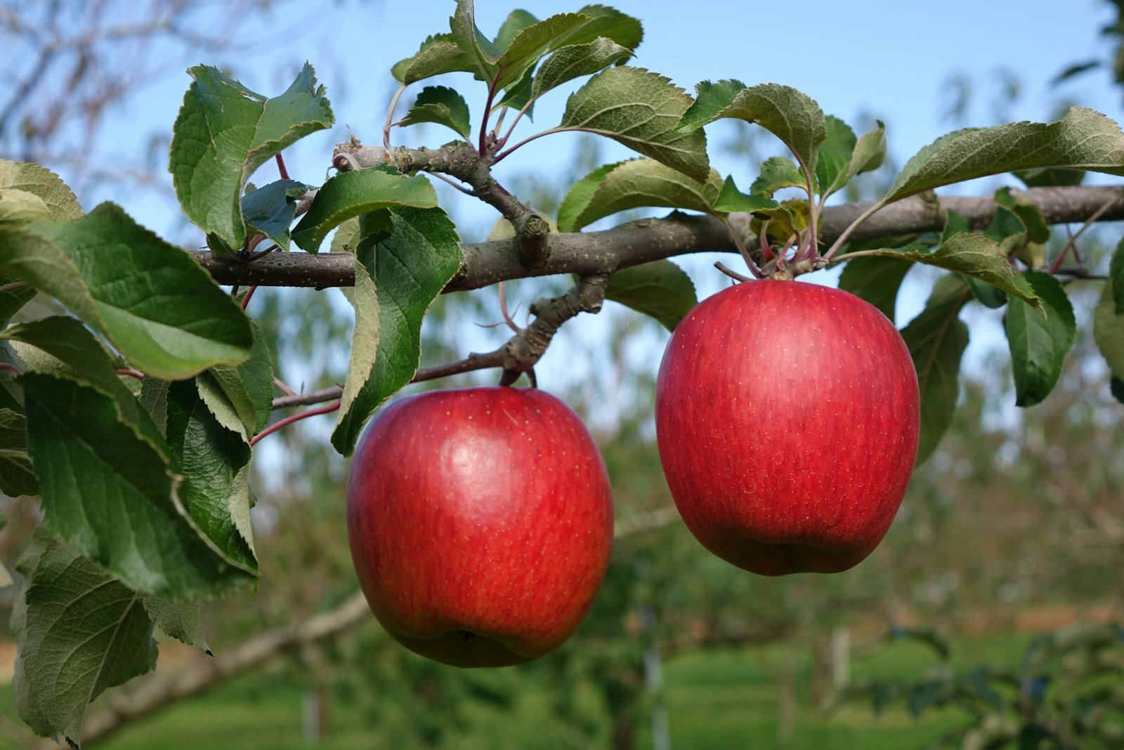 two red apples hanging from a tree branch