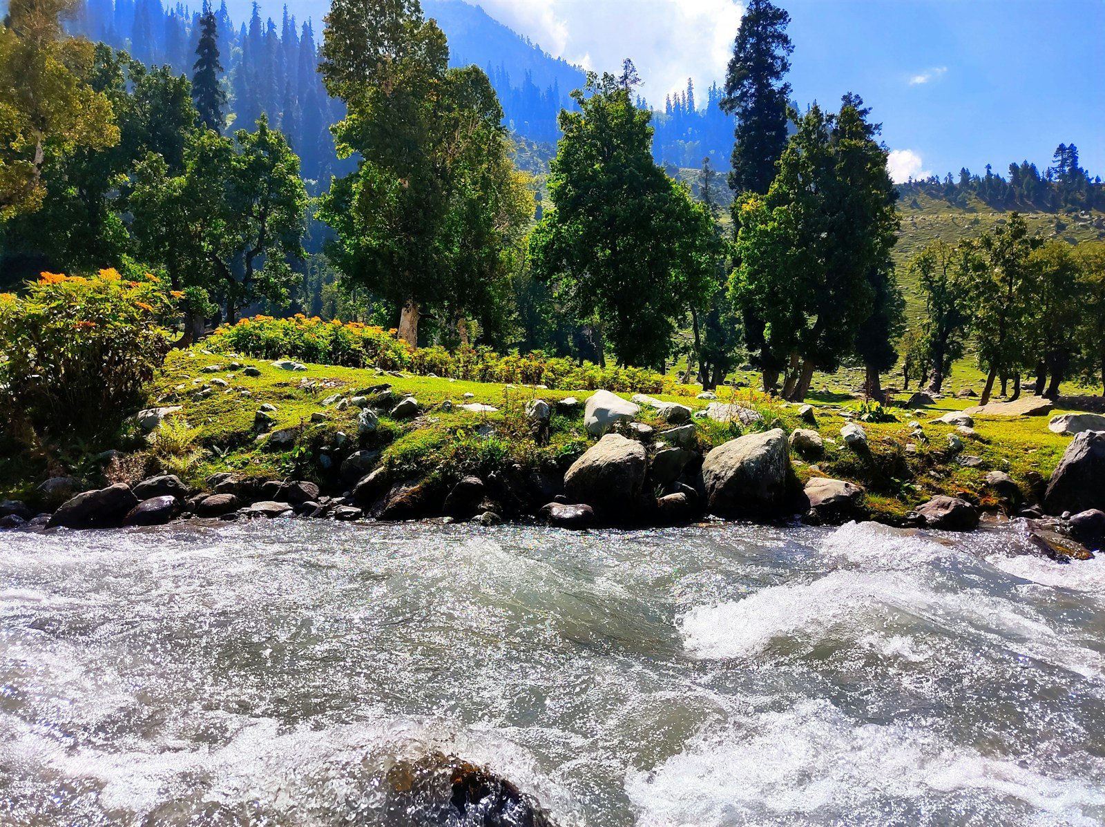 a river running through a lush green forest