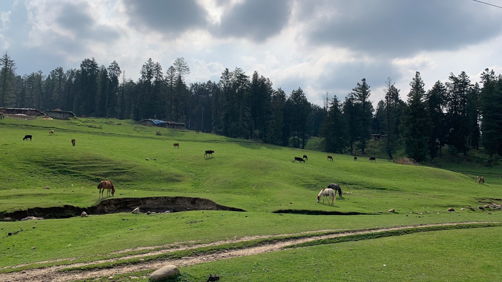 a group of animals stand in a grassy field