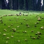 herd of sheep on green grass field during daytime